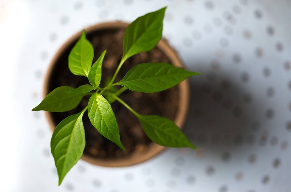 Déménagement vert : les astuces pour déménager de manière écologique